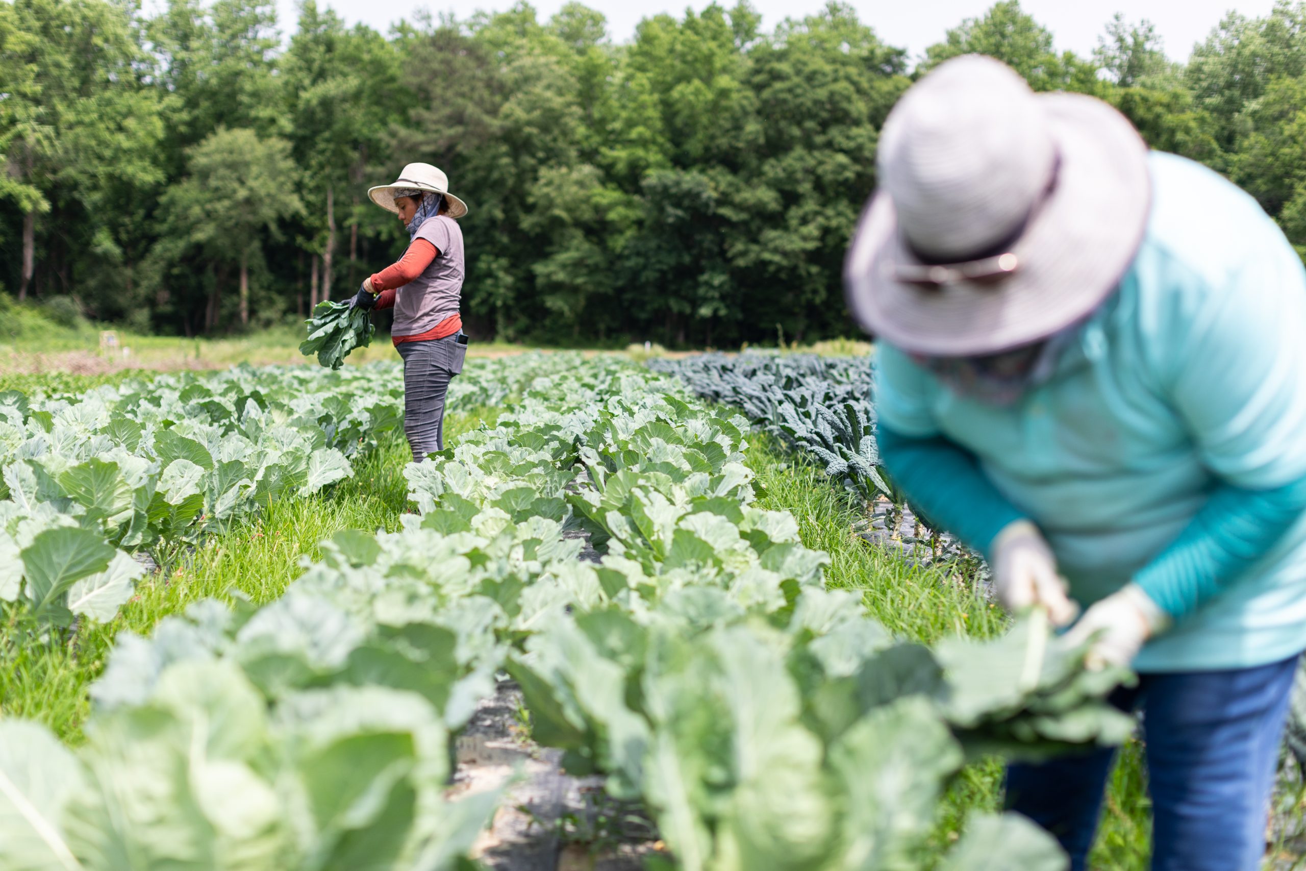 Climate change’s compounding pressures on rural North Carolina